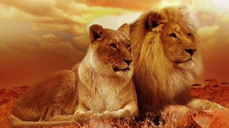 ANIMALES ANIMALES